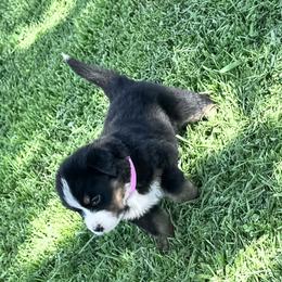 Ginger - Tri-color female Bernese Mountain Dog puppy in Soldiers Grove, Wisconsin from Lonesome Pine Farm