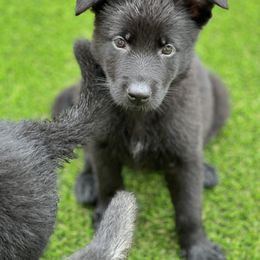 Girl 3 - German Shepherd puppy in Tamiami, Florida from Vom MontHaus