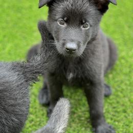 Girl 3 - German Shepherd puppy in Tamiami, Florida from Vom MontHaus