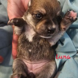 Luna - Fawn brindled black female Chihuahua puppy in Bethlehem, Pennsylvania from Steel City Exotics