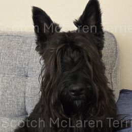 Milo - Scottish Terrier