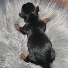 Boy 2 - Black and tan male Yorkshire Terrier puppy in Cottageville, South Carolina from Mandy's Poodle's