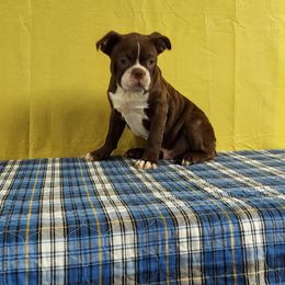 Boston Terrier Puppies from IHeart Boston Terriers