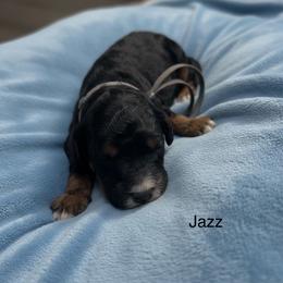 Jazz - Phantom male Goldendoodle puppy in Sanderson, Florida from Serenity Goldendoodles