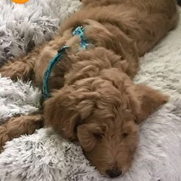 Goldendoodle Puppies from MELODIES Daytona doodles