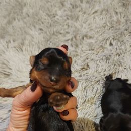 Elena - Black and tan Yorkshire Terrier puppy in Junction City, Ohio from On The Edge Of A Dream Yorkies
