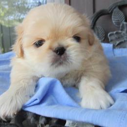 Bo - Cream male Pekingese puppy in Birdseye, Indiana from Poochie's Pekes
