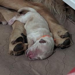 Golden Retriever Puppies from Goldens of Heritage Oaks