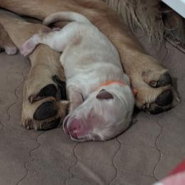 Golden Retriever Puppies from Goldens of Heritage Oaks
