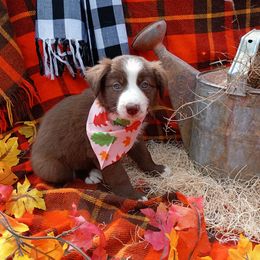 Stella - White and red female Border Collie puppy in Dundy County, Nebraska from Stag Valley Homestead