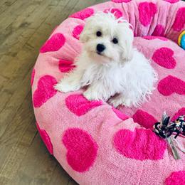 Orange collar (AKC) - White male Maltese puppy in Massachusetts from Happy Tail Yorkies and Maltese
