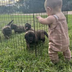Leonberger Puppies from Magnolia Leos