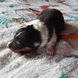Meadow - Black white and tan female Collie puppy in New Mexico from Red Canyon