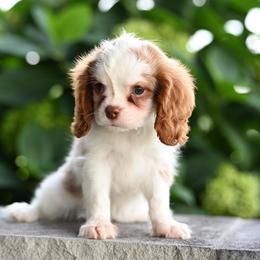 Whiskey - Blenheim male Cavalier King Charles Spaniel puppy in Sugarcreek, Ohio from Chocolate Cavalier