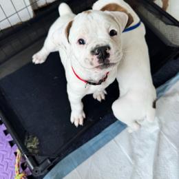 Red - White male Boxer puppy in Denver, Colorado from Yuni’s AKC Boxers