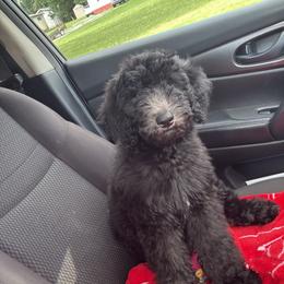 Red Collar Girl - Black female Goldendoodle puppy in Knoxville, Tennessee from Niya’s Doodles