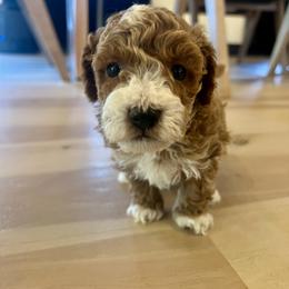Cavapoo, Cockapoo, Goldendoodle, and Maltipoo Puppies from Perdue Puppies