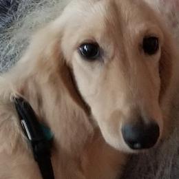 Longmire - Dachshund