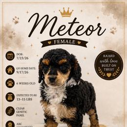 Meteor - Phantom female Poodle puppy in Grass Valley, California from Sapphire Ridge Poodles