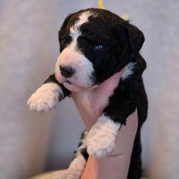 Black Panther - Black and white male Sheepadoodle puppy in Ashton, Idaho from Kerr Kanine Ranch