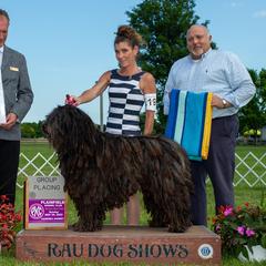 Aether - Bergamasco Sheepdog