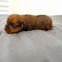 Bronze - Gold male Yorkshire Terrier puppy in Carencro, Louisiana from Ledet’s Yorkies
