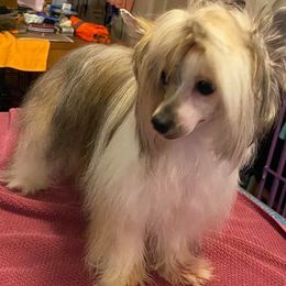 American Hairless Terriers and Chinese Cresteds from Gaffers