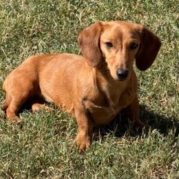 Daksi - Dachshund