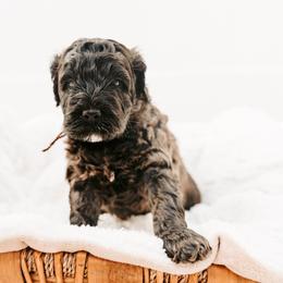 Freddie - Brown male Australian Cobberdog puppy in Sarasota, Florida from Labe's Australian Cobberdogs
