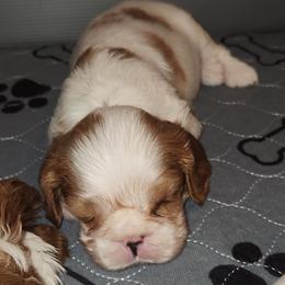 Cavalier King Charles Spaniel puppies from Royal Paradise Cavaliers of Hawaii