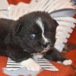 Ailsa - Black tri female Miniature Australian Shepherd puppy in Patterson, North Carolina from DreamLine Aussies