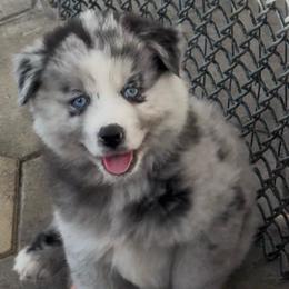 Blaze - Merle male Pomsky puppy in Spring Hill, Florida from PDQ Pomskies