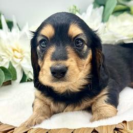 Honor - Black and tan female Dachshund puppy in Exeter, California from Sawtooth Miniature Dachshunds