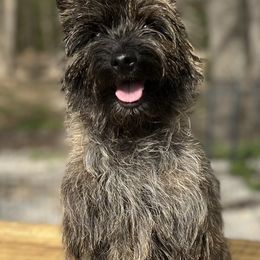 Ju Ju - Cairn Terrier