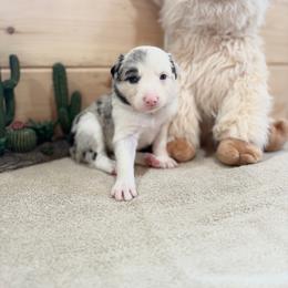 June - Blue merle female Border Collie puppy in Owenton, Kentucky from Three16 Ranch