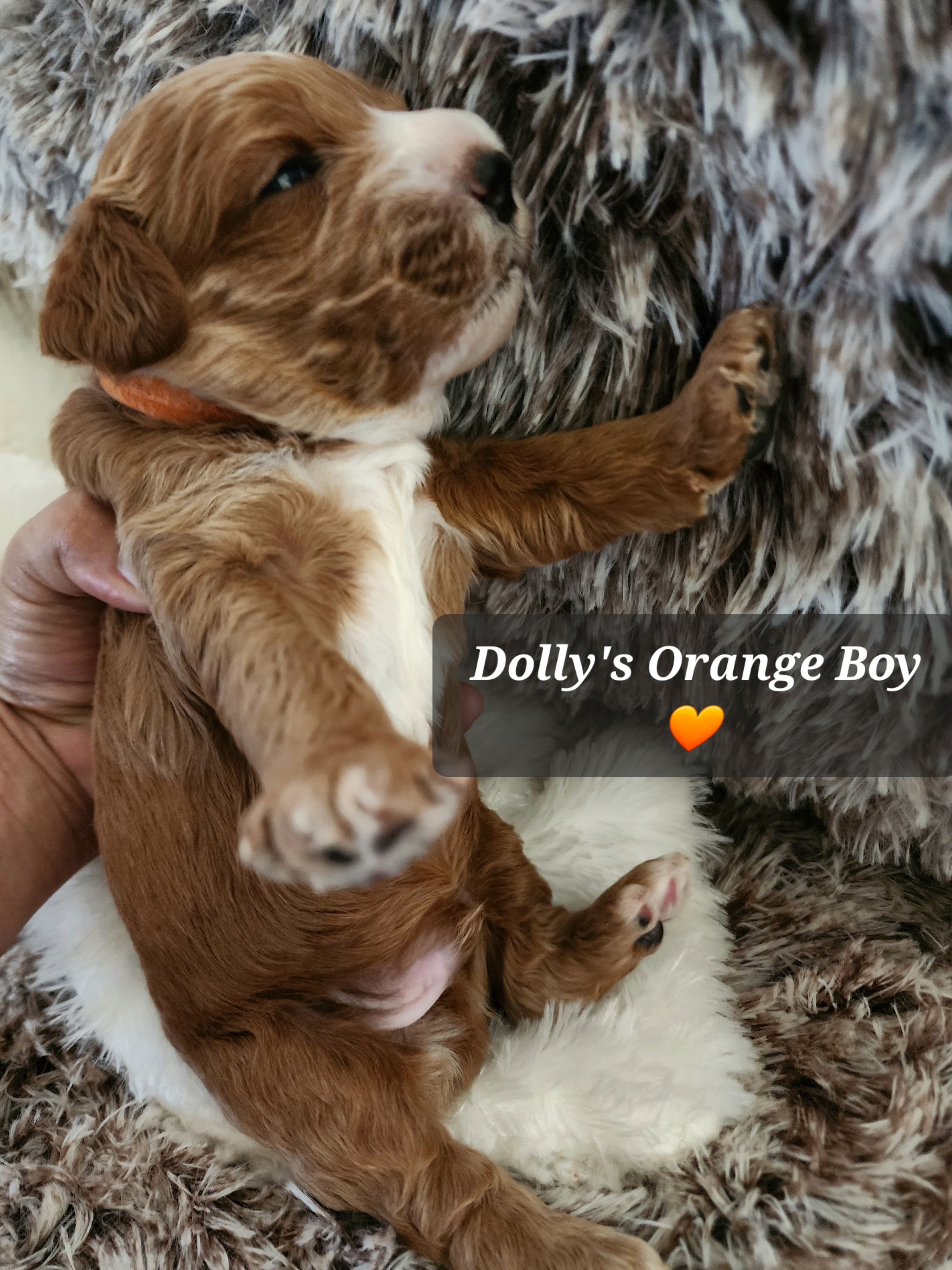 Orange boy - Red  Goldendoodle puppy in Wellford, South Carolina from 4goldendoodles