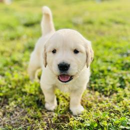Golden Retriever Puppies from Golden Bunns Retrievers