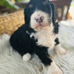 Bruno - Tri-color male Bernedoodle puppy in Natural Bridge, Virginia from Rockbridge Puppies
