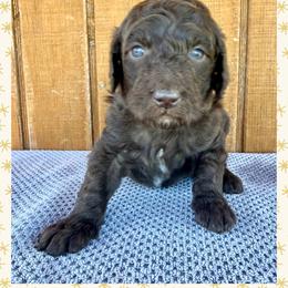 Spring - Chocolate female Goldendoodle puppy in Caddo Mills, Texas from Fire Wife Doodles