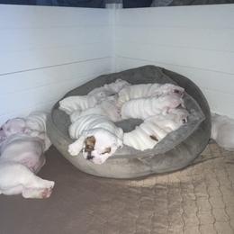 Bulldog and French Bulldog Puppies from The Georgia Bully Bunch
