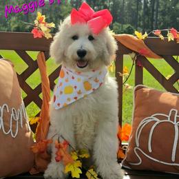Maggie's Pink Girl - Cream female Goldendoodle puppy in Kountze, Texas from Texas Doodles LLC