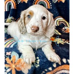 Dachshund Puppies from 2 Knights Doxies