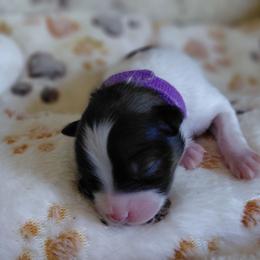 Marlee - White female Pomeranian puppy in Linwood, North Carolina from MJ's Pomeranians