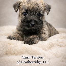 Mr.Yellow - Cream brindle male Cairn Terrier puppy in Pottersville, Missouri from Cairn Terriers of Heatherridge,LLC