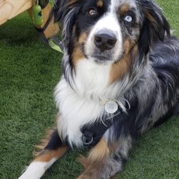 Australian Shepherd All Grown Up from A&K’s Aussies