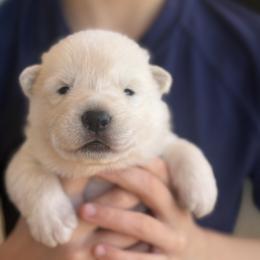 ScenicCreek Bellissima - White female Berger Blanc Suisse puppy in Bexar County, Texas from Scenic Creek German Shepherds and White Swiss Shepherds