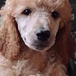 Poodles and Teddy Roosevelt Terriers from Shimmering Kennels