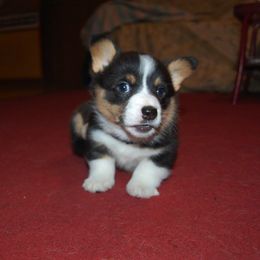 Pembroke Welsh Corgi Puppies from XOXO Corgis