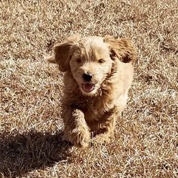 French Bulldog, Goldendoodle, and Golden Retriever Puppies from Crystal Coast Kennels, LLC