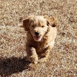 French Bulldog, Goldendoodle, and Golden Retriever Puppies from Crystal Coast Kennels, LLC